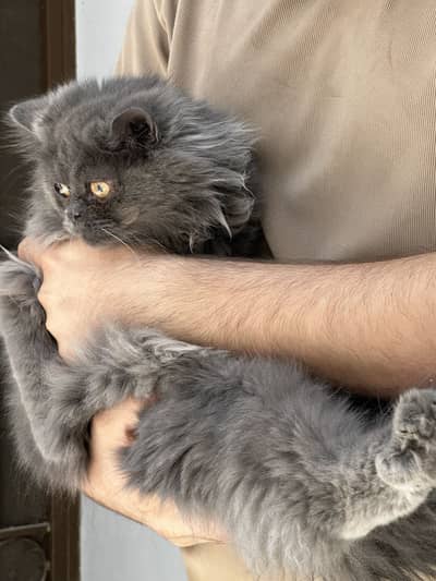 Persian cats pair