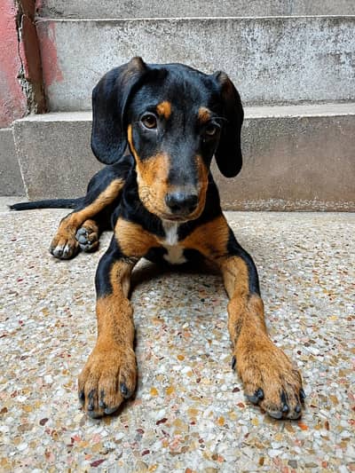 pointer dog Male healthy active