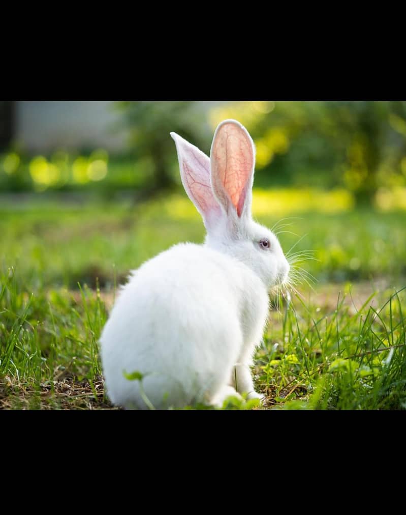cute rabbit  0