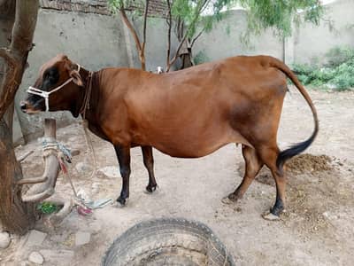 Walayti Cross Gaye (Cow) Full Tyar for sale