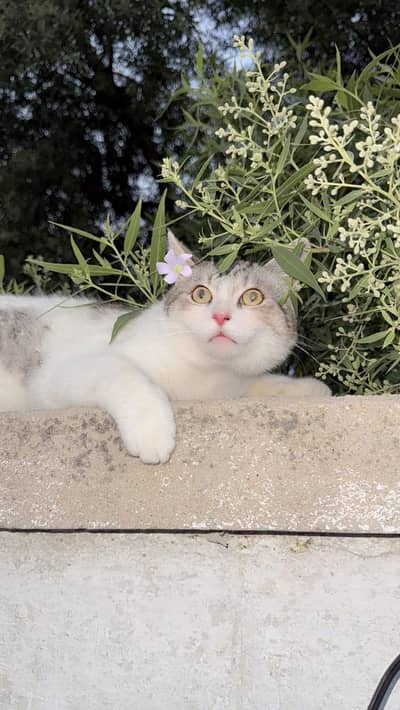 healthy and active male cat neuter