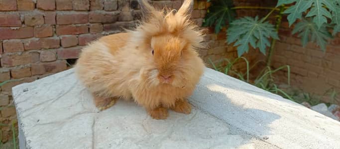 Complete Range of Fancy Rabbits