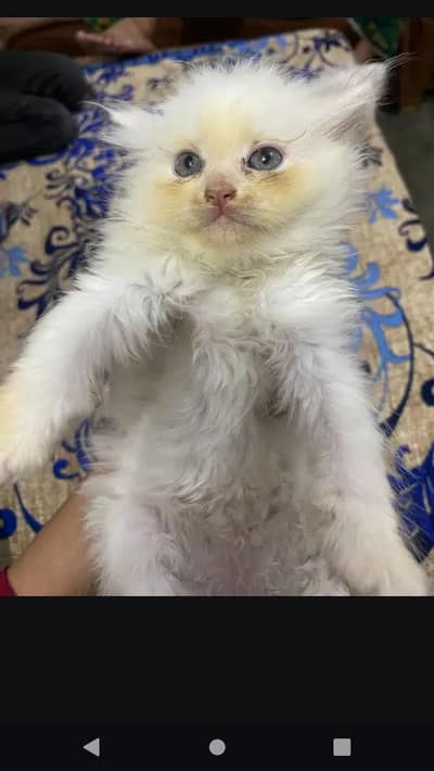 Persian female kittens for sale