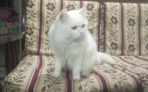 Persian Cat for urgent Sale