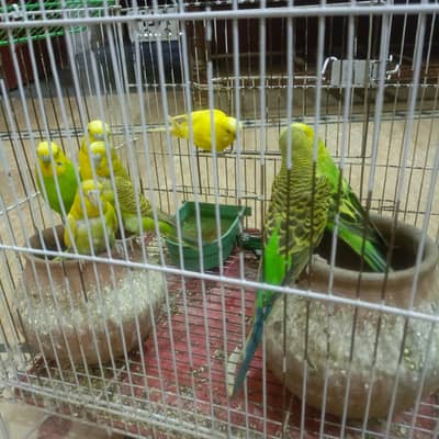 for sale