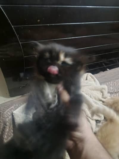 persian kitten