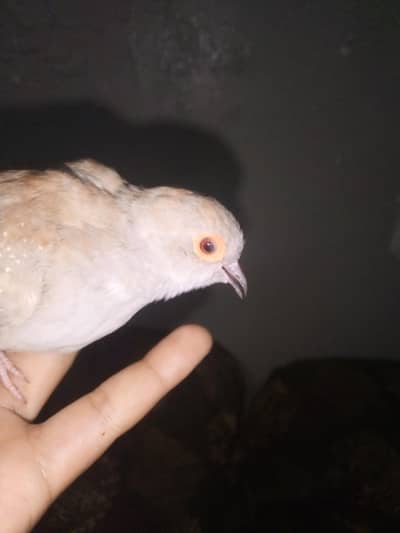 dove name is diomand dove 