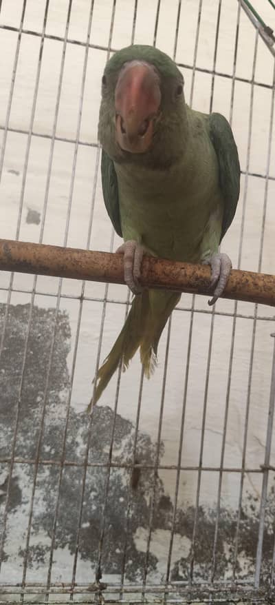 kashmiri raw parrot