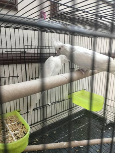 Eno Cocktail Pair.