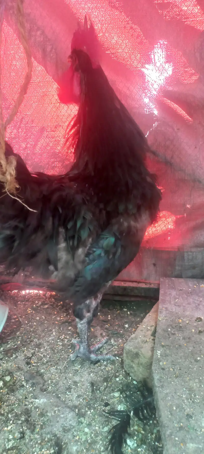 australorp heritage male — photo 2