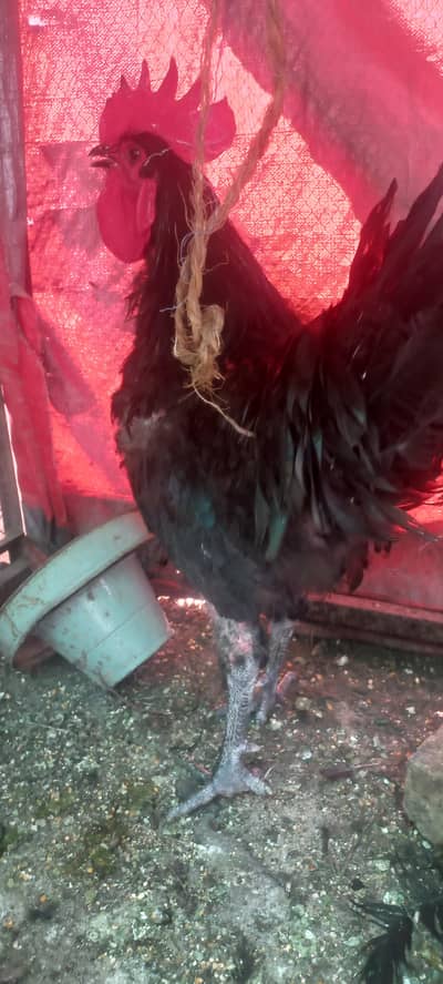 australorp heritage male & 2 weeks chicks available