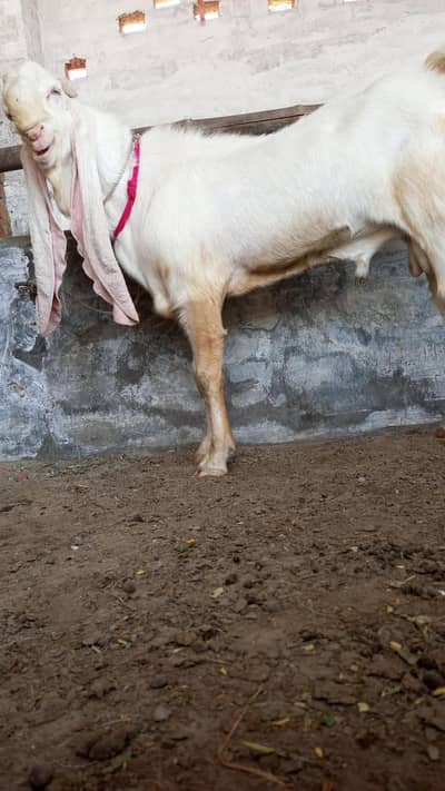pure Gulabi breedar