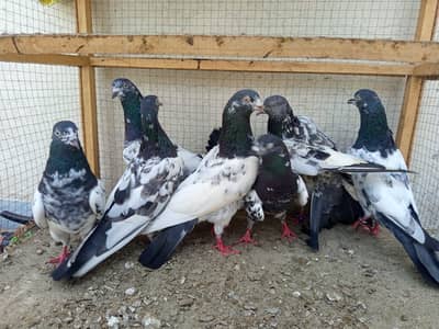 pigeon for sale