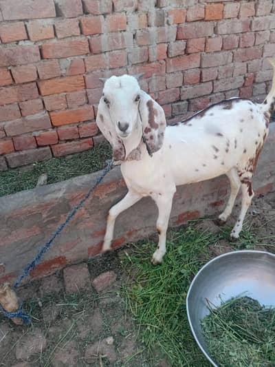Female Gots For Sale