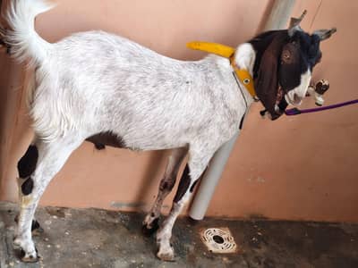 Pateri Nasal Bakra for Sale/Pure Gulabi Bakri for Sale