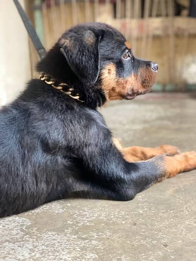 Rottweiler puppie Available