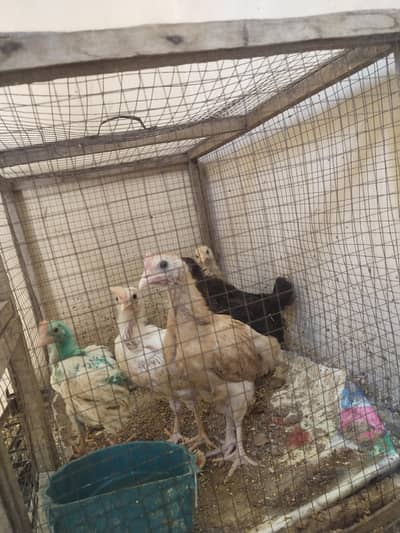 Hen Chicks for sale with cage