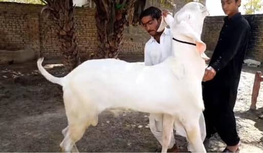gulabi bakra for urgent sale WhatsApp 0370,4815728