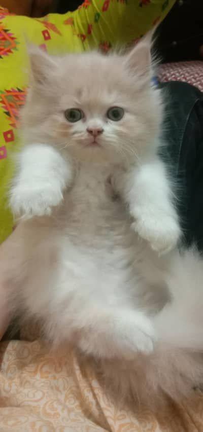 Punch face triple coat kittens for sale