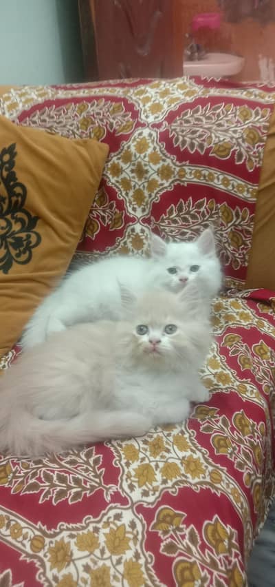 Punch face triple coat kitten for sale