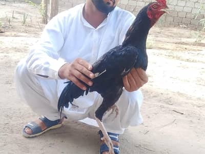 khalish asel