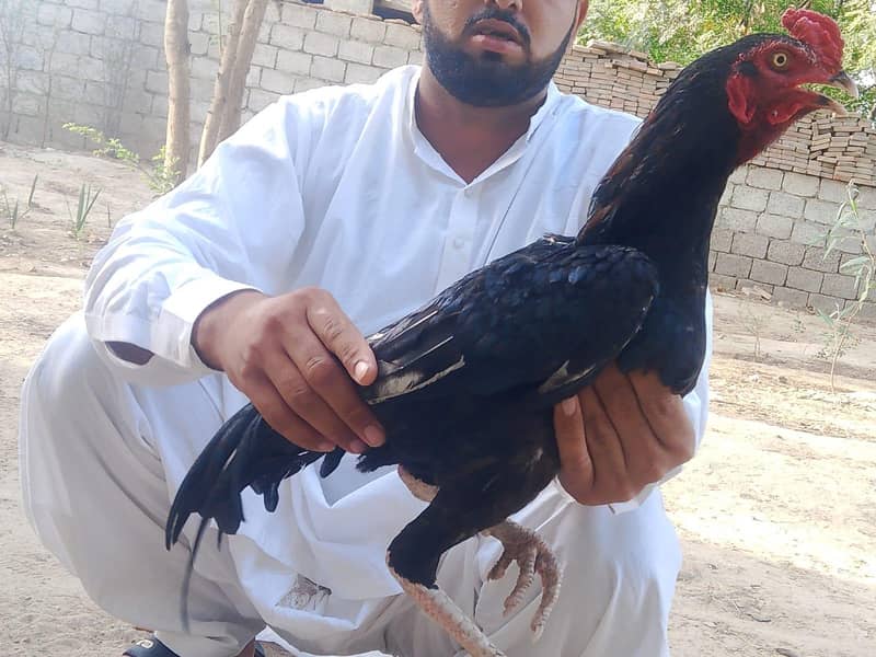 khalish asel 1