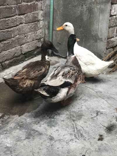healthy ducks