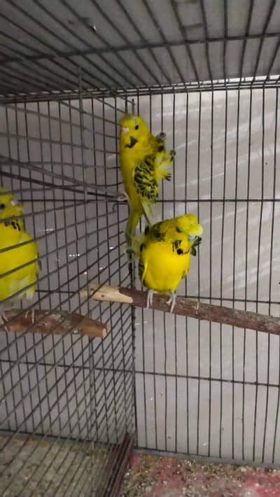 Budgies and Color Lovebirds for sale