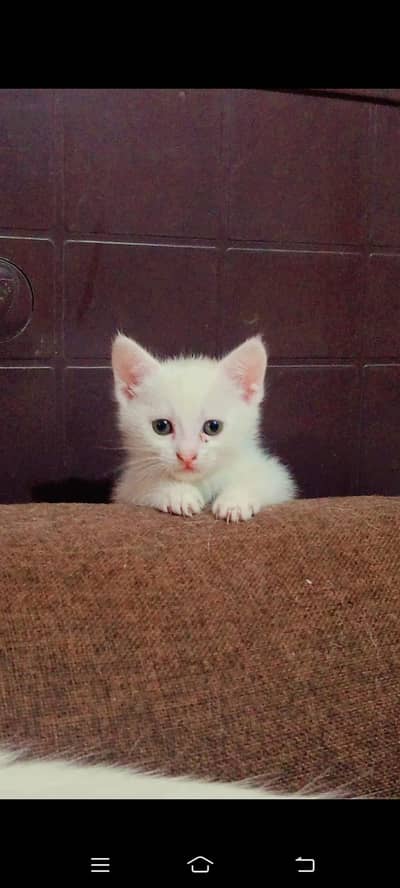 white kittens
