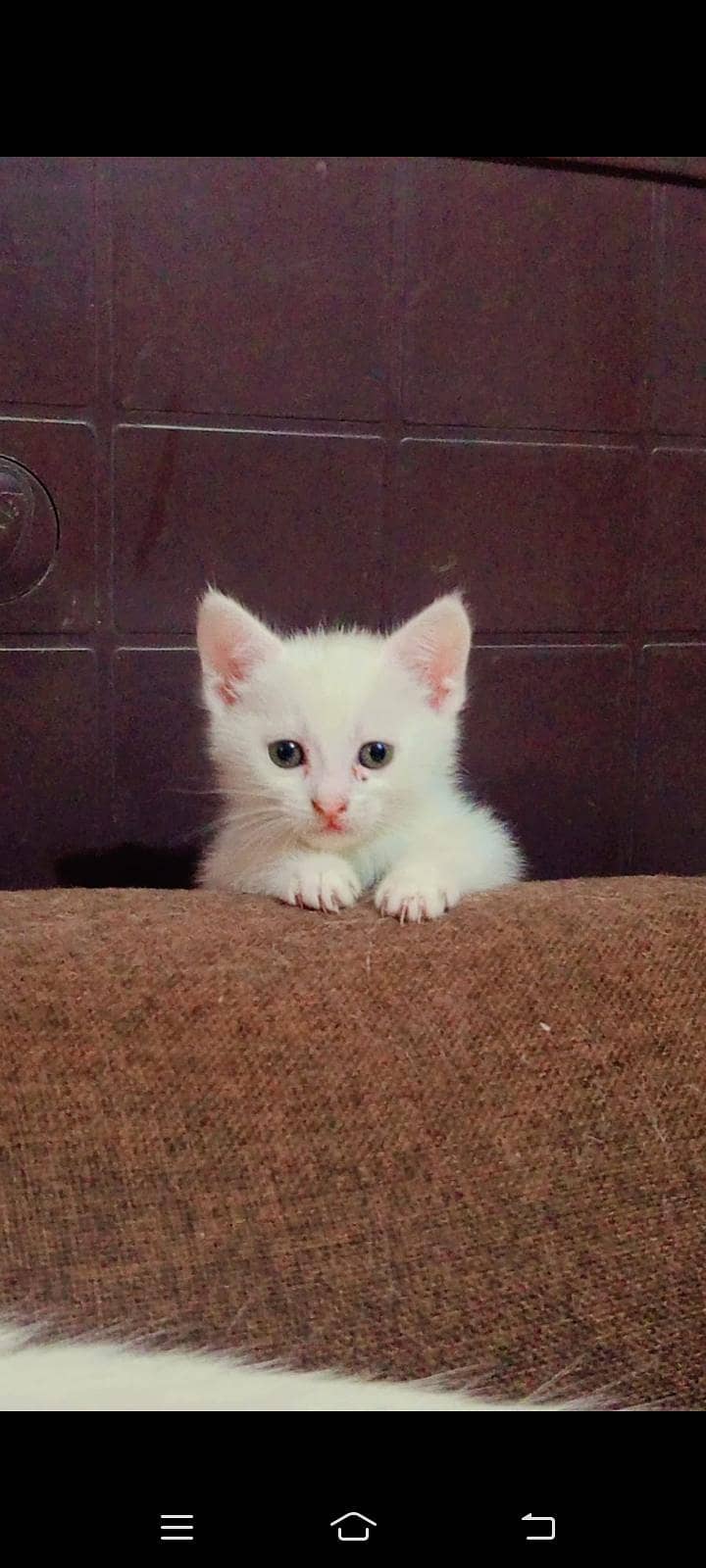 white kittens 0