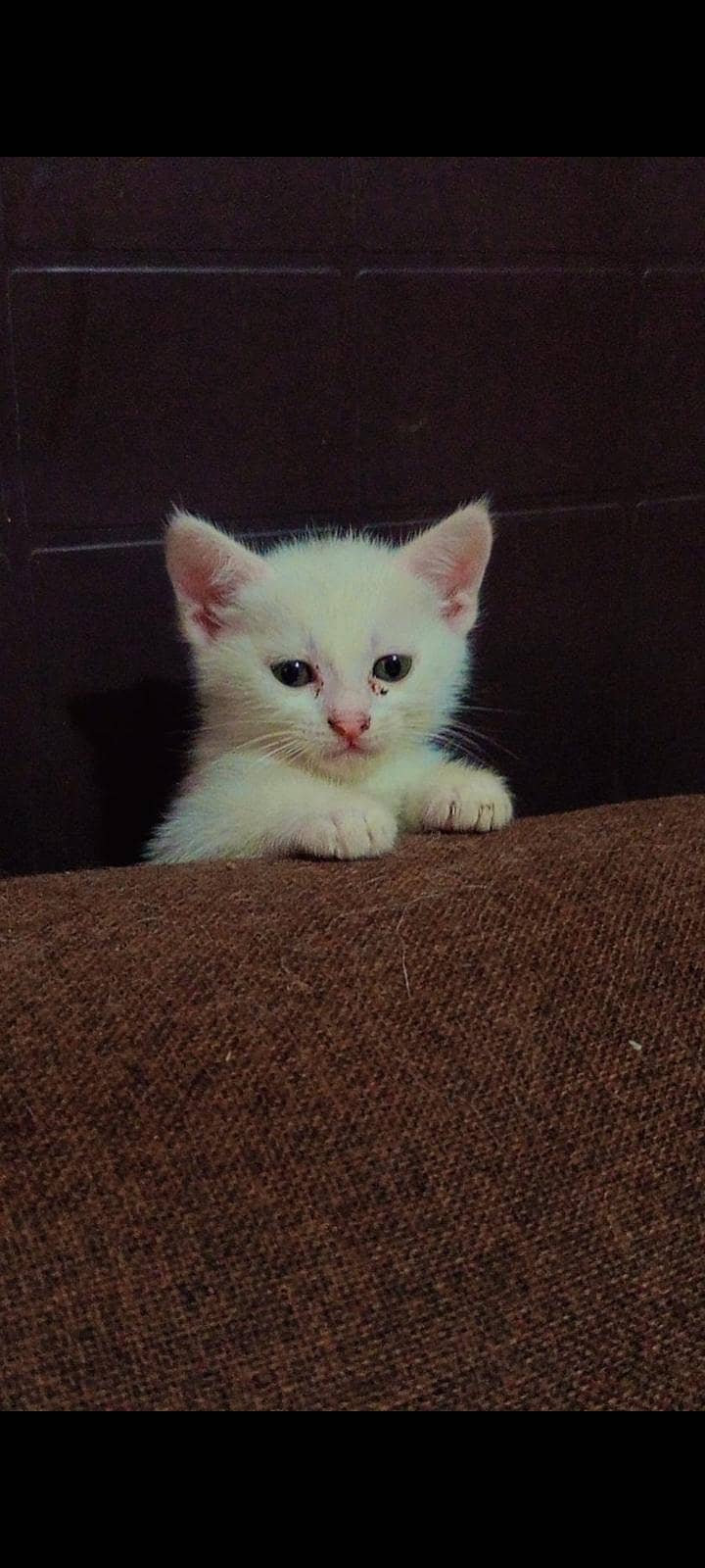 white kittens 1