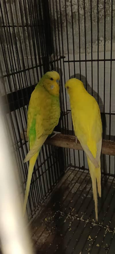 Under exhibition Breeder pair