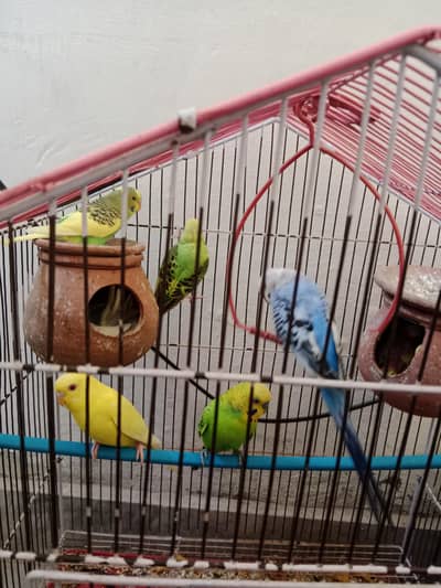 Australian Birds. Love Birds 