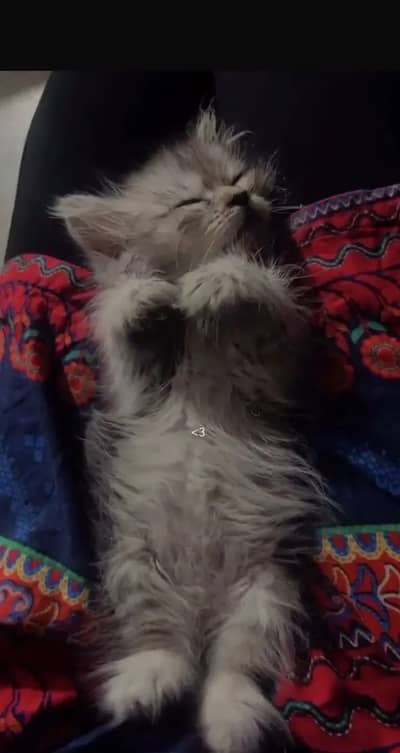 Persian cat