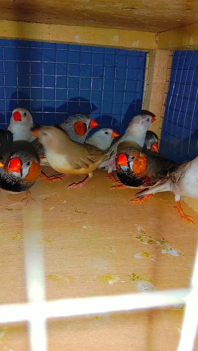 32 Piece Mix Mutation Zebra Finches breeder pair For sale