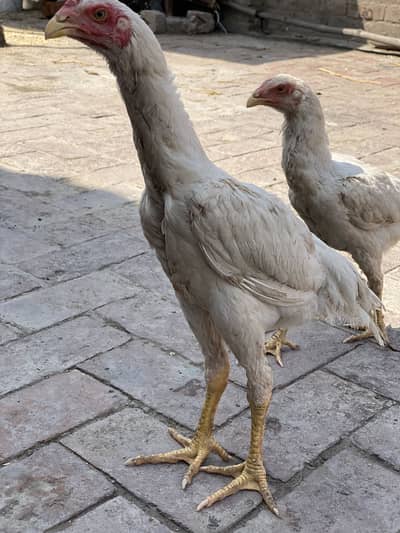 White shamo aseel