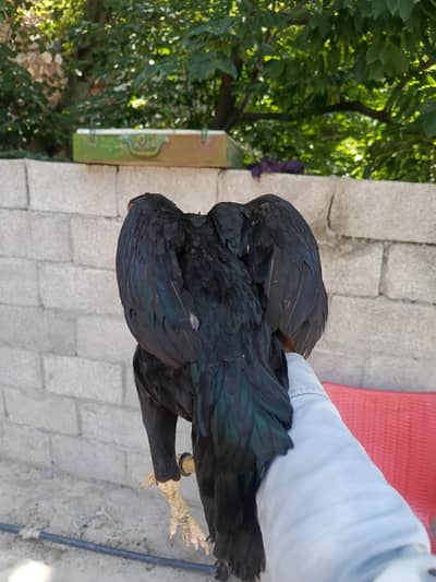2 madi ha forsale