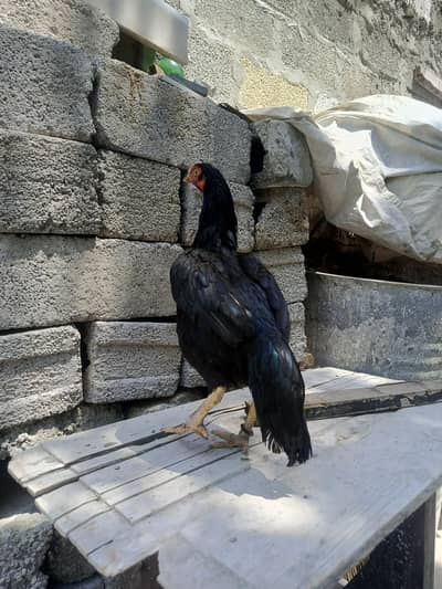 2 madi ha forsale