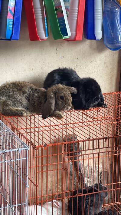 Fancy Rabbits different breeds