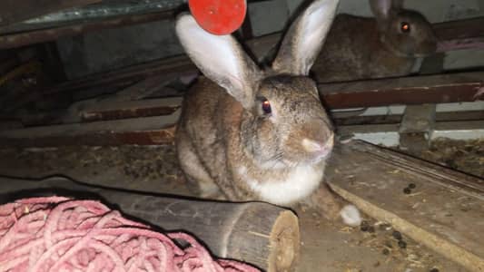 king size junglee rabbits #03024819589