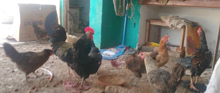hen egg wala  price 1 hen  1200 offer  5 hen price  5000