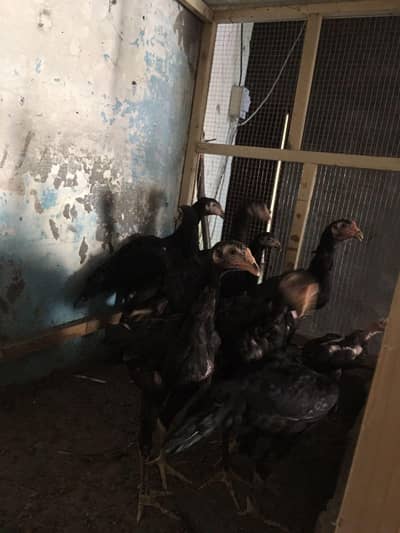 Pure thai aseel chick for sale