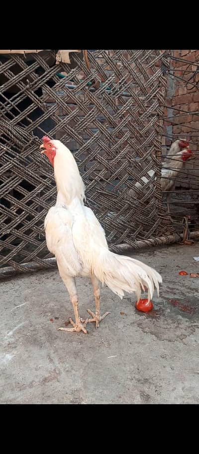 Hirra Young male with old blood female for sale