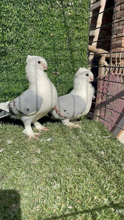 beautiful pair for sale centenate Khan pigeons
