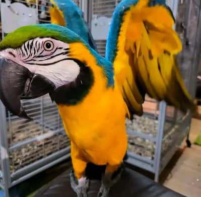 blue macaw parrot chicks for sale (03217018720)