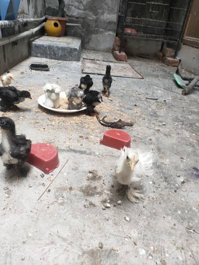 bantem chicken ka  check high quality