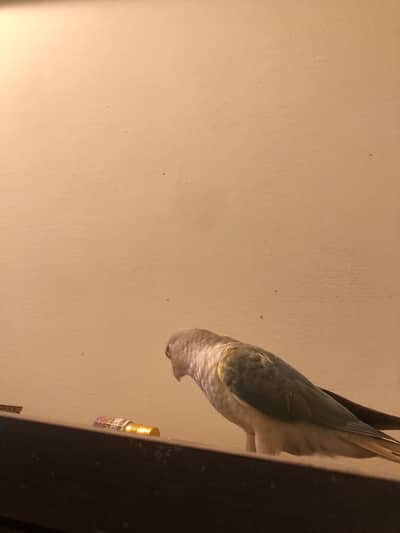 Blue cinaman HANDTHME for sale
