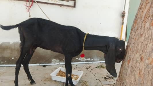 bakri  2 dant ha our bakra 4 month ka ha