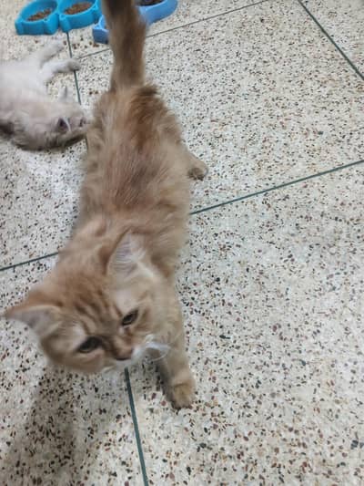 punch face triple cot breedar cat