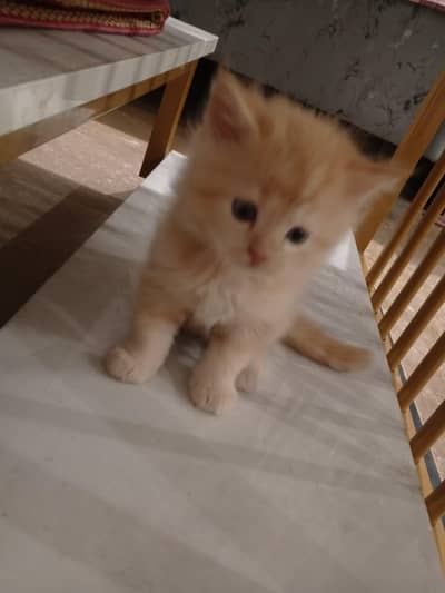 cats for sale